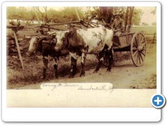 Lambertville vicinity - An ox drawn cart - 1906
