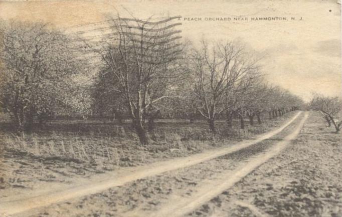 Hammonton vicinity - A peach orchard - 1940s