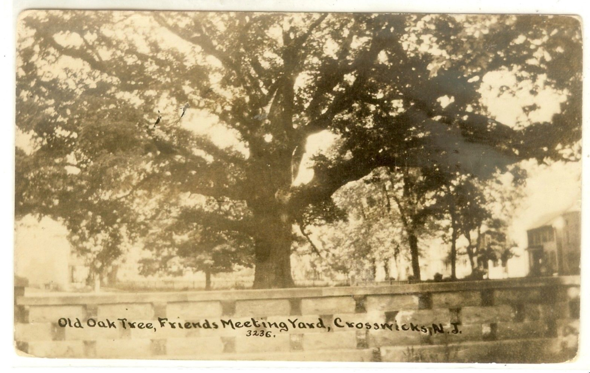 Crosswicks - The old oak tree in the Meeting House Yard - c 1910