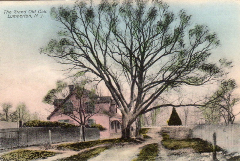 Lumberton - The Grand Old Oak - c 1910