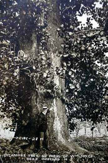 Medford - Old sycamore tree - Wm Coopr - c 1910
