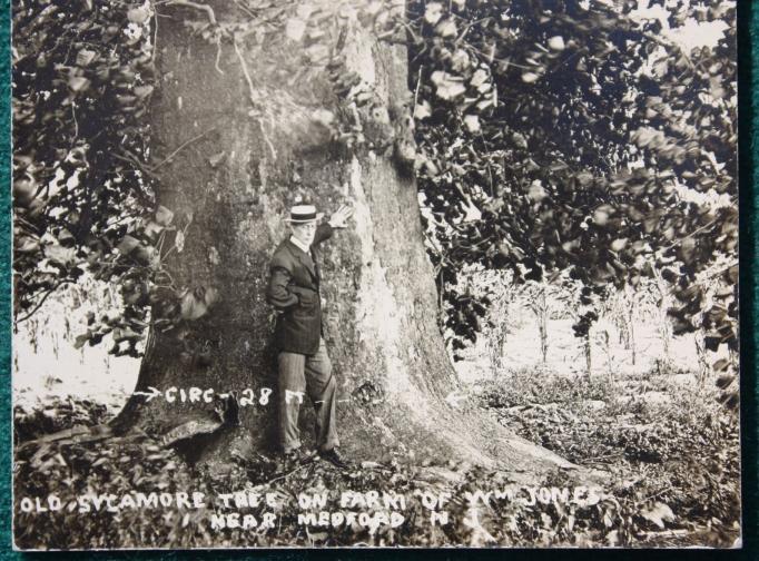 Medford vicinity - Enormous tree 29 feet in circumfrance on the Farm of William Jones - c 1910