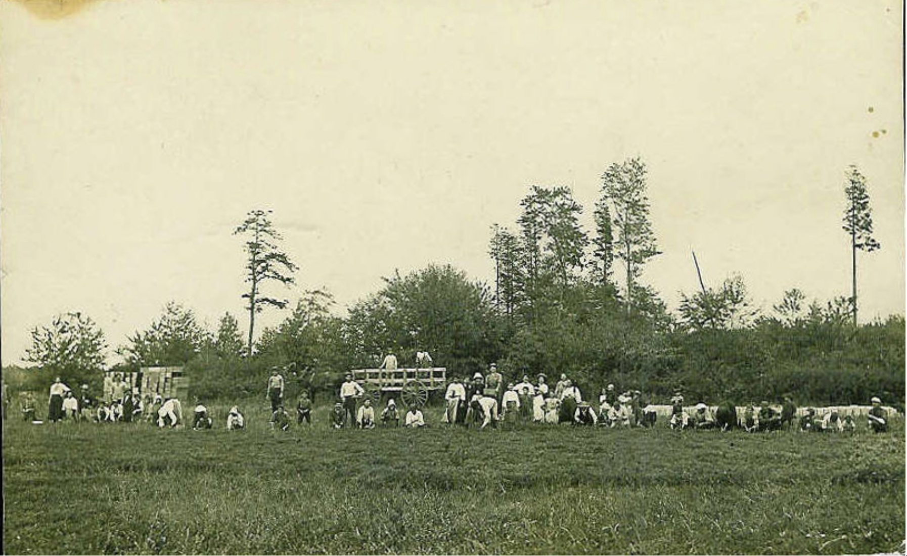 Indian Mills - Italian fieldorkers picking cranberries in the millpond - 1914 - smaller