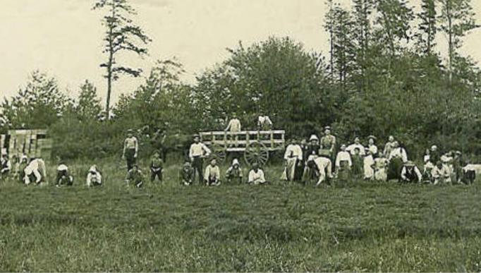 Indian Mills - Italian fieldorkers picking cranberries in the millpond - 1914