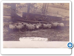Lambertville vicinity - Sheep - c 1910