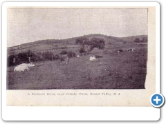 Lebanon - Cows relaxing at a farm in Round Valley - 1908