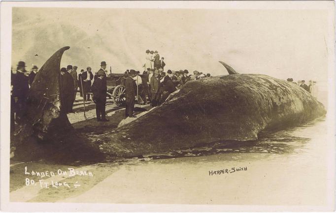 Atlantic City - Atlantic County - Crowd inspects a dead whale - c 1910