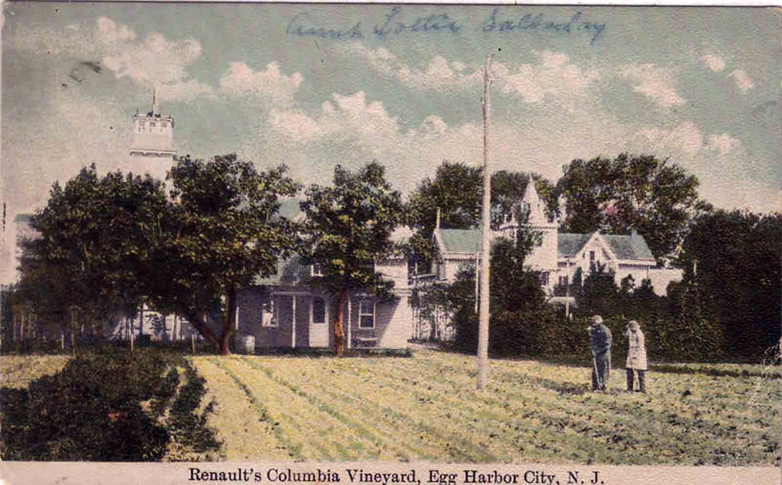 Egg Harbor City - Renault Vineyard - 1912