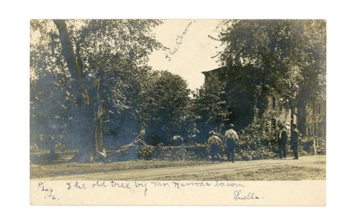 Burlington - Fallen tree after storm - 1906