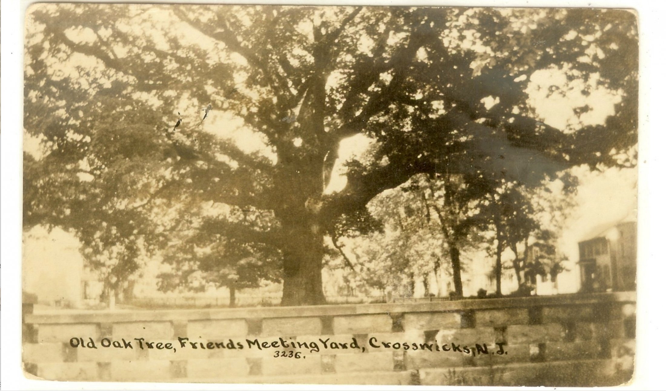 Crosswicks - Old Oak Tree in Friends MeetinghHouse Yard - c 1910